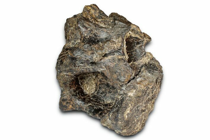 Juvenile Sauropod Dorsal Vertebra with Air Sacs - Wyoming #342220